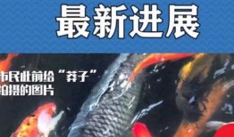 最新偷鱼爆料新闻报道,偷鱼团伙作案手法揭秘
